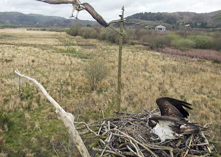 © MWT. Blue 24, Glesni. Dyfi Osprey Project