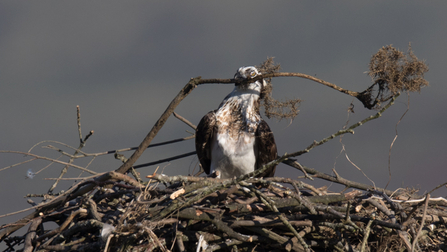 © MWT - Blue 24 on Dyfi nest August 2016