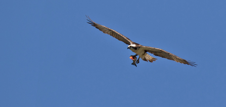 © MWT - Blue 24 with trout, April 2016. Dyfi Osprey Project