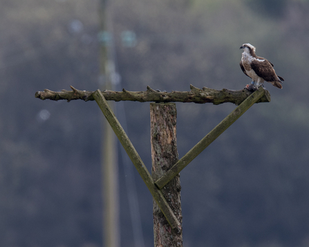 © MWT. Blue 24. Dyfi Osprey Project