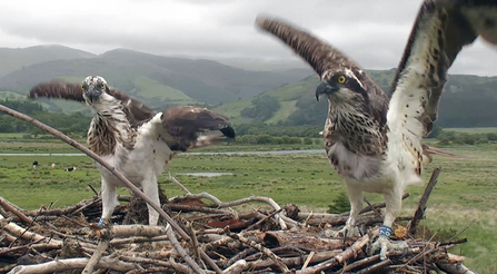© MWT - Glesni defending nest from Blue 91, Scottish female intruder