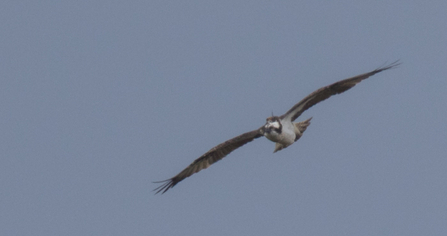 Kielder Forest Ospreys - Blue UV May 2017