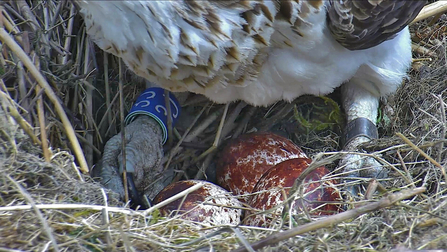 MWT - Blue 3J (Telyn) lays 3rd egg April 2018