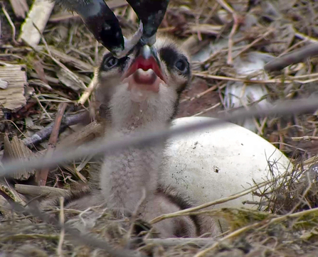 © MWT. Chick 1, 2016. Dyfi Osprey Project