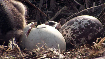 © MWT. Chick 2 hatches. Dyfi Osprey Project