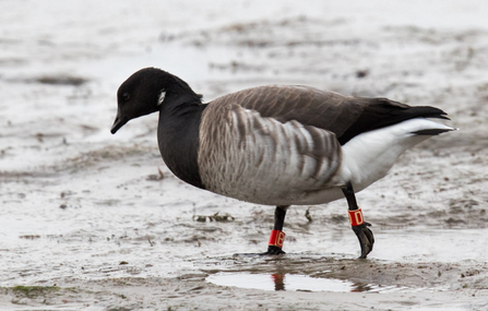 © Emyr Evans - Brent Goose, Caernarfon December 25th 2016