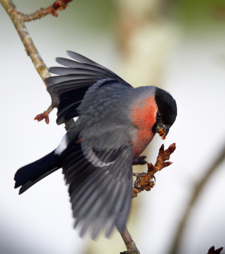 Bullfinch