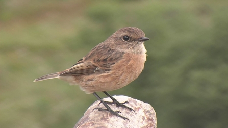 MWT - Female stonechat