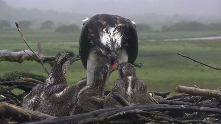 © MWT - Glesni feeding chicks 2017