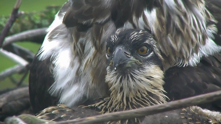 © MWT - Chick 2017, Dyfi Osprey Project