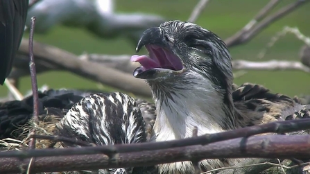 © MWT - Chick, gular fluttering