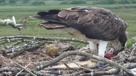 MWT - Telyn feeding chicks, male chaffinch on nest perch, June 2018