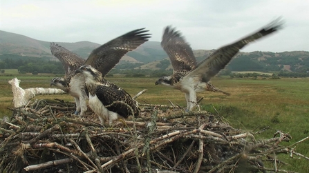 © MWT. Chicks at Dyfi