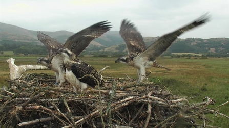 © MWT. Chicks at Dyfi