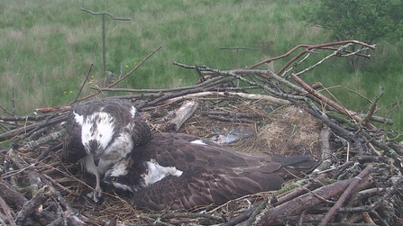 © MWT - Monty sheltering Glesni and the chicks during storm.