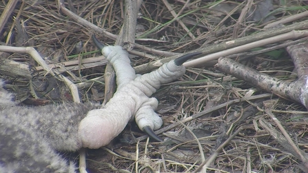 MWT - Chick talons around 2 wks old