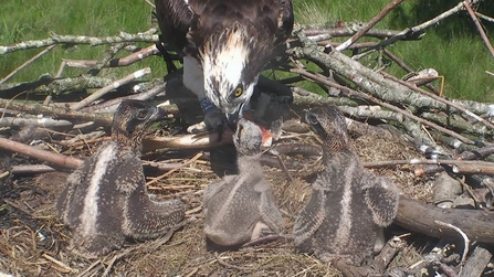 © MWT - Feeding chicks 2017. Dyfi Osprey Project