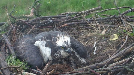 © MWT - Glesni protecting 3 chicks during storm 2017