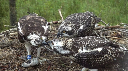 © MWT - Telyn feeding chicks