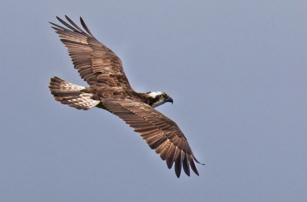 Blue CX7, scottish osprey