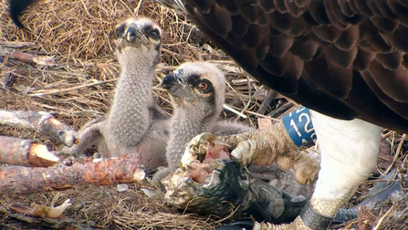 © MWT - Chicks 2013 (Clarach, Cerist). Dyfi Osprey Project.