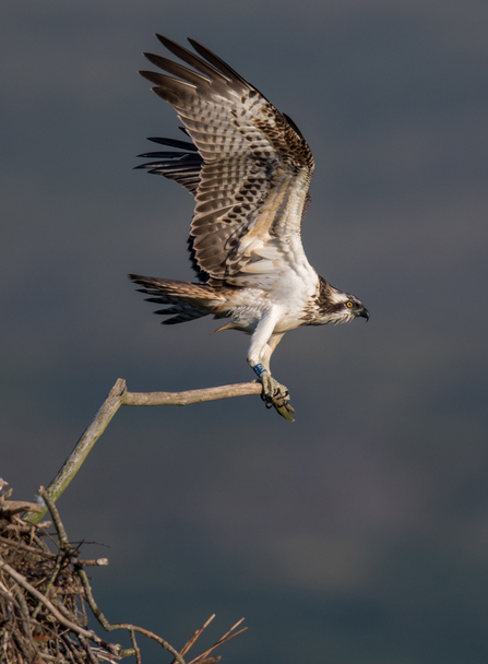 © MWT. Celyn. Dyfi Osprey Project