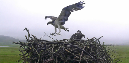 © MWT. Ceri and Tegid. Dyfi Osprey Project