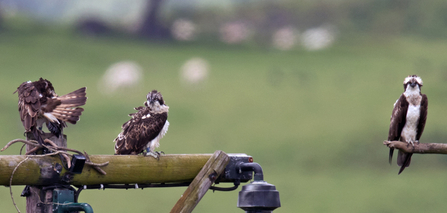 © MWT - Glesni, Ceri just after fledging, Monty. July 2016