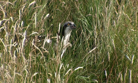 © MWT - Ceri on the ground after falling from the larch perch