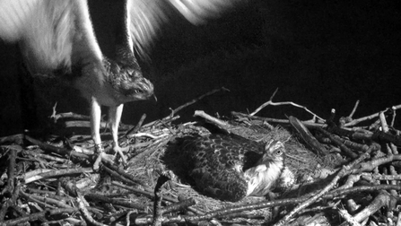 © MWT - Tegid and Ceri, 17th July 2016