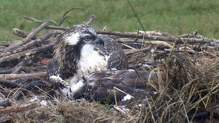 © MWT - Tegid, next to Ceri's body