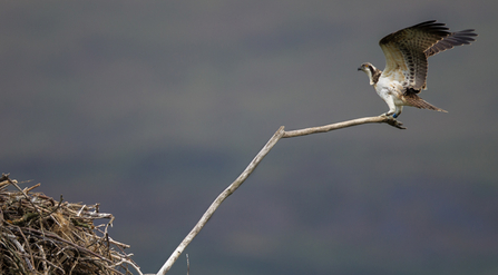 © MWT. Ceulan. Dyfi Osprey Project