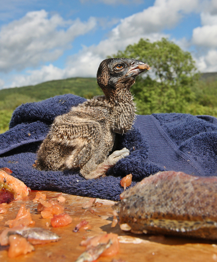 © MWT. Ceulan. Dyfi Osprey Project