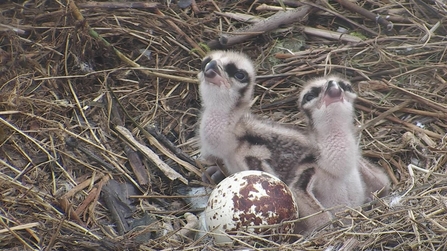 © MWT - Chicks 1 and 2, 2017. Dyfi Osprey Project