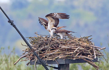 © Tony and Monica Shooter. Clarach at Manton Bay nest with Maya May 17th, 2016