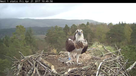 © Forestry Commission Scotland. Clarach.