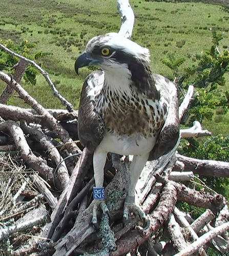 © BGGW - Clarach at Glaslyn May 3rd, 2016