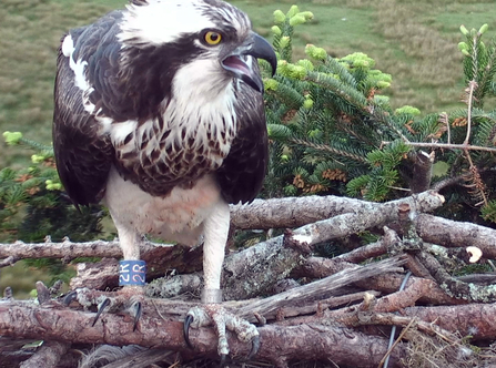 © BGGW - Clarach food solicits on the Glaslyn nest, May 2016