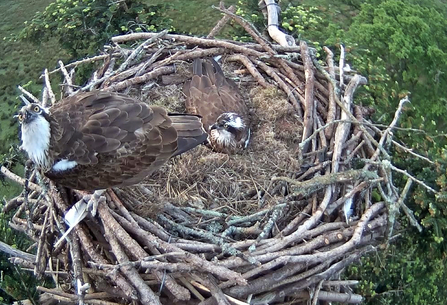 © BGGW - Clarach and Glaslyn female on Glaslyn nest, May 2016