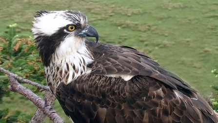 © BGGW - Clarach at Glaslyn, 2016