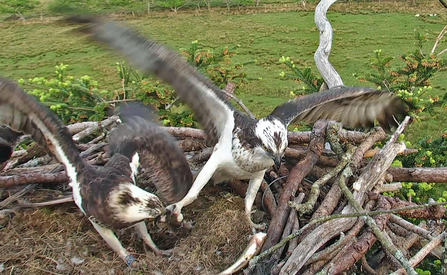 © BGGW - Clarach and Aran, Glaslyn nest May 2016