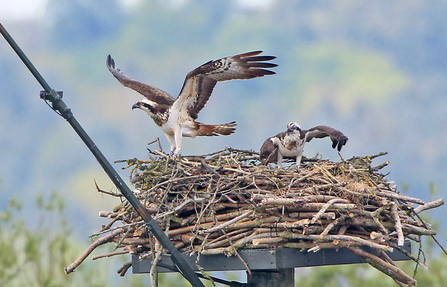 © Tony and Monica Shooter. Clarach at Manton Bay nest with Maya May 17th, 2016