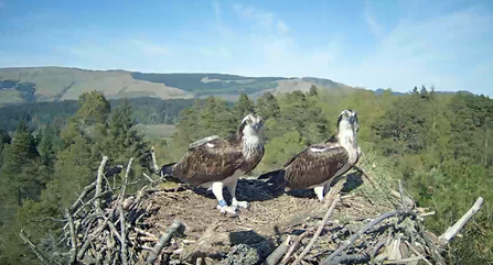 Forestry Commission Scotland - Clarach with unringed male May 2017