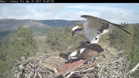 Forestry Commission Scotland - Clarach and unringed male, Scotland April 2017