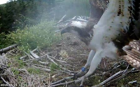 © Forestry Commission England. Clarach at Kielder Water Nest, May 2016