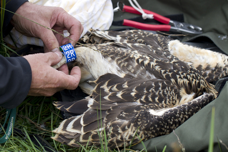 © MWT - Clarach being ringed, 2013