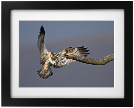 © MWT. Clarach, Dyfi Osprey Project