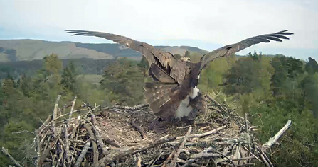 Forestry Commission Scotland - Clarach and unringed male 2017