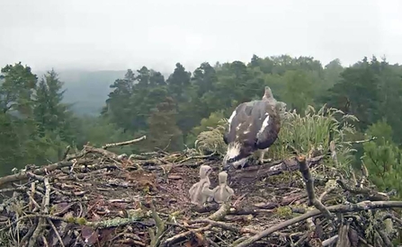 © Forestry Commission Scotland. Clarach on her nest in Scotland feeding chicks 2017