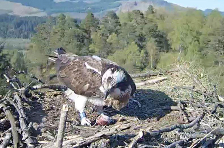 Forestry Commission Scotland - Clarach, first ever egg 2017